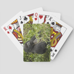 Jeu De Cartes Volcanoes National Park, Mountain Gorilla