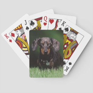 Jeu De Cartes Vue de Dachshund couleur panaché