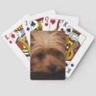 Yorkshire Terrier Jouer des cartes