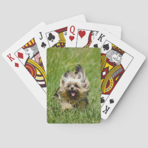 Jeu De Cartes Yorkshire Terrier mignon courant dans l'herbe