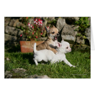 Jeu de chiot de chiwawa
