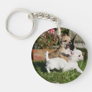 Jeu de chiot de chiwawa