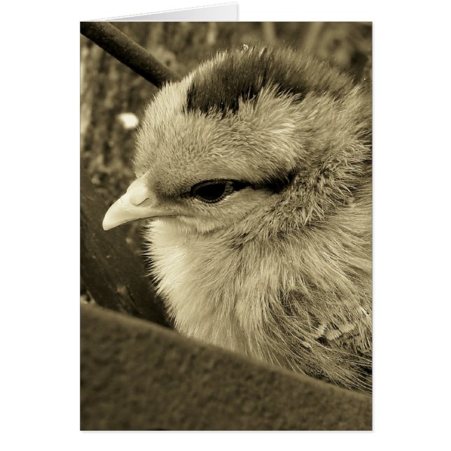 Jeu de poussins dans le jardin (Devant)