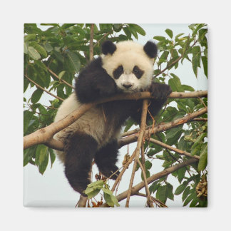 Jeune aimant géant pour panda
