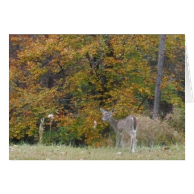 Jeune bambin cerf aux arbres à automne. (Devant horizontal)