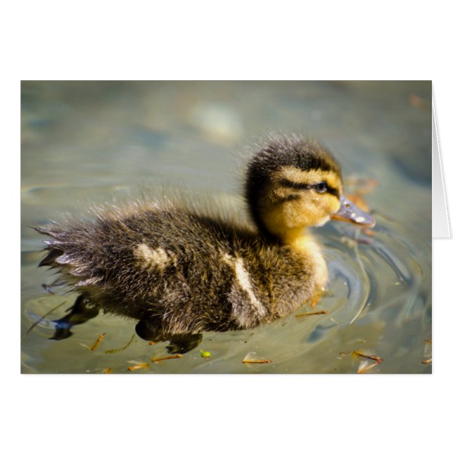 Jeune bébé canard (Devant horizontal)
