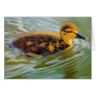 JEUNE CANARD AU SOLEIL