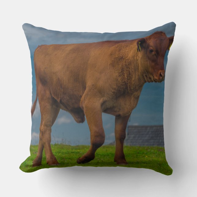 Jeune coussin photo taureau (Recto)