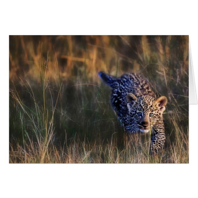 Jeune léopard Panthera Pardus (Devant horizontal)