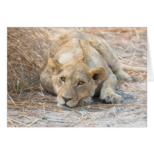 Jeune lion