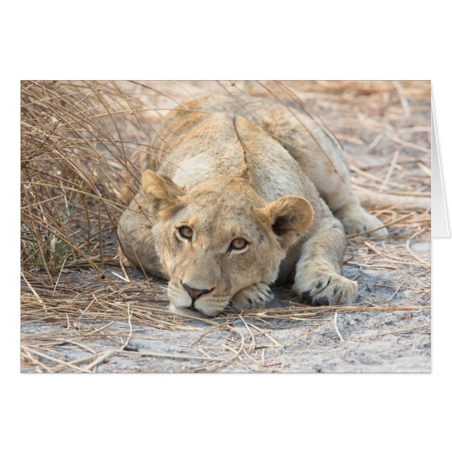 Jeune lion (Devant horizontal)