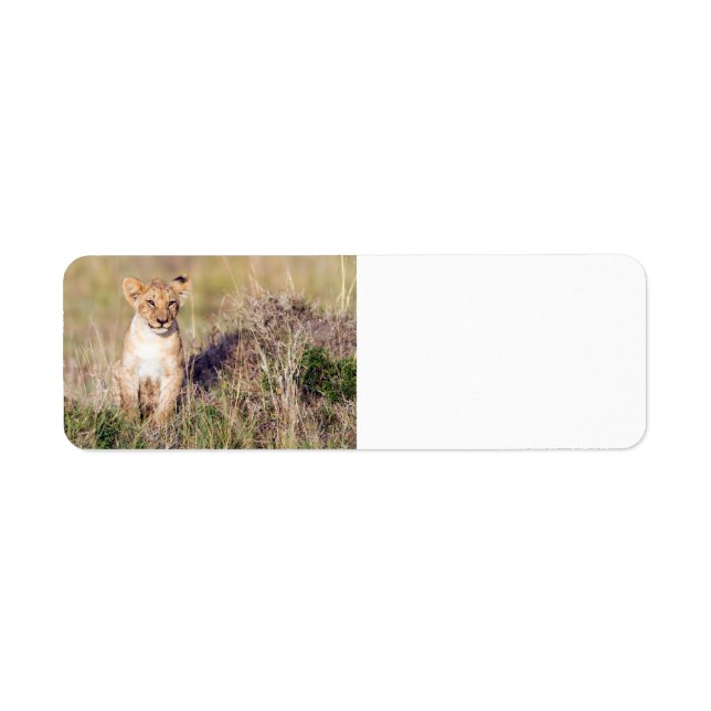 Jeune lion (Devant)