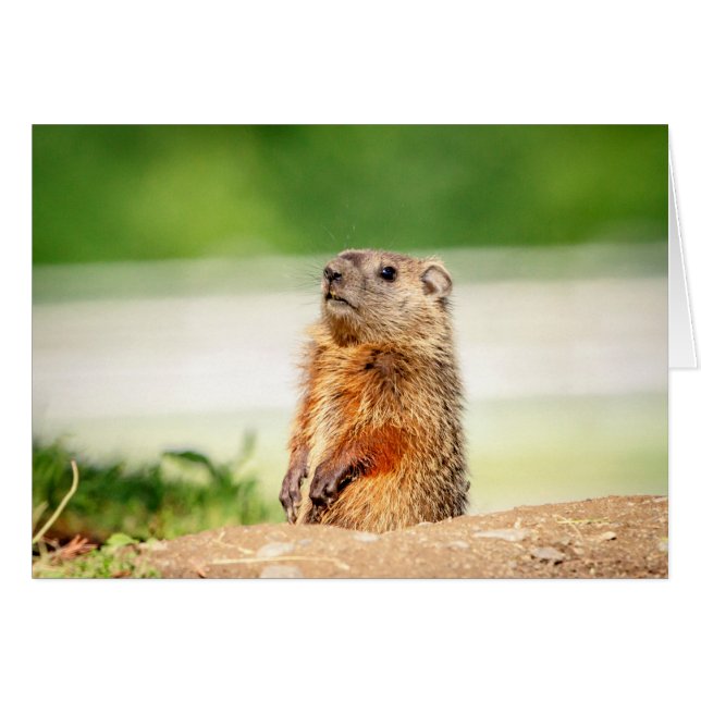 Jeune marmotte (Devant horizontal)
