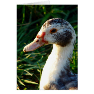 Jeune Muscovy Hen Duck