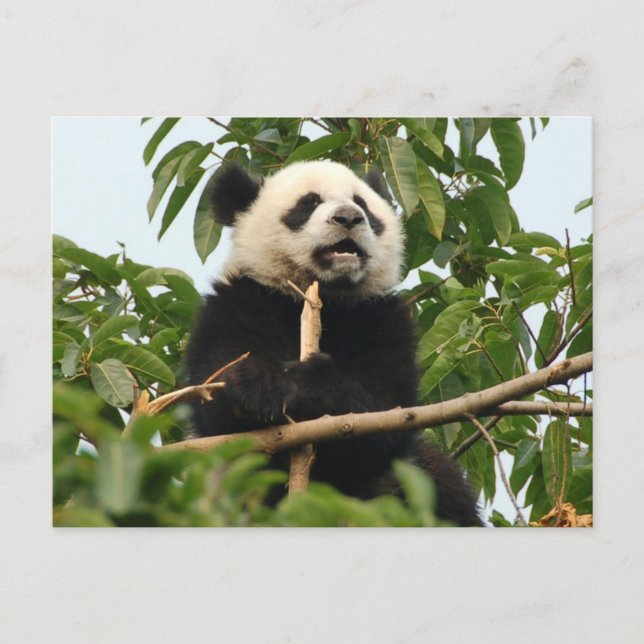 Jeune panda géant - carte postale (Devant)