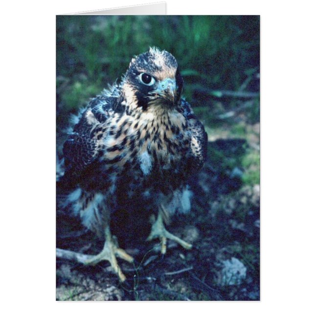 Jeune Peregrine (Devant)