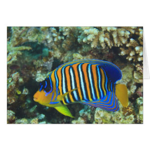 Jeune poisson-ange royal Pygoplites