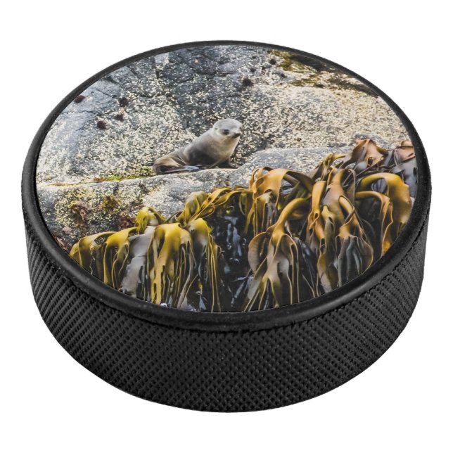 Jeune Sceau De Fourrure Sur Le Rocher (3/4/2016 12:00:00 AM)