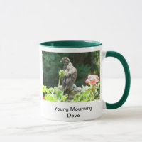 Jeune tasse de deuil de colombe