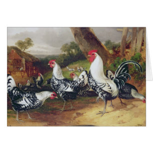 Jeunes coqs dans un paysage