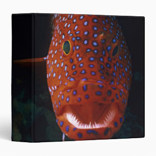 Jewel Grouper, Cephalopholis miniata Binder