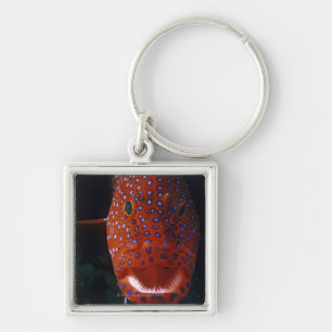 Jewel Grouper, Cephalopholis miniata Keychain