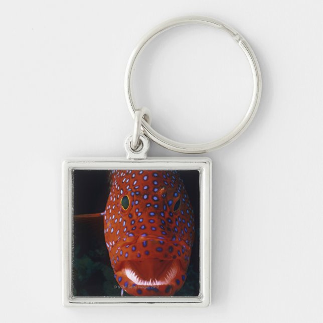 Jewel Grouper, Cephalopholis miniata Keychain (Front)