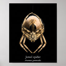 Jewel Spider Poster (Semi-Gloss)
