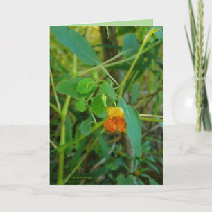 Jewelweed Card