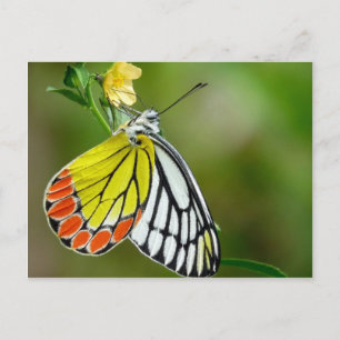 Jezebel (Delias Eucharis) Butterfly Postcard