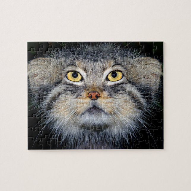 jigsaw - pallas cat puzzle (Horizontal)