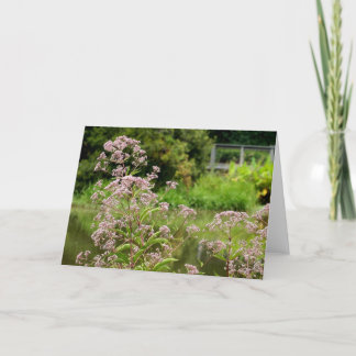 Joe Pye Flowers Note Card