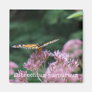 Joe Pye Weed Magnet botanique