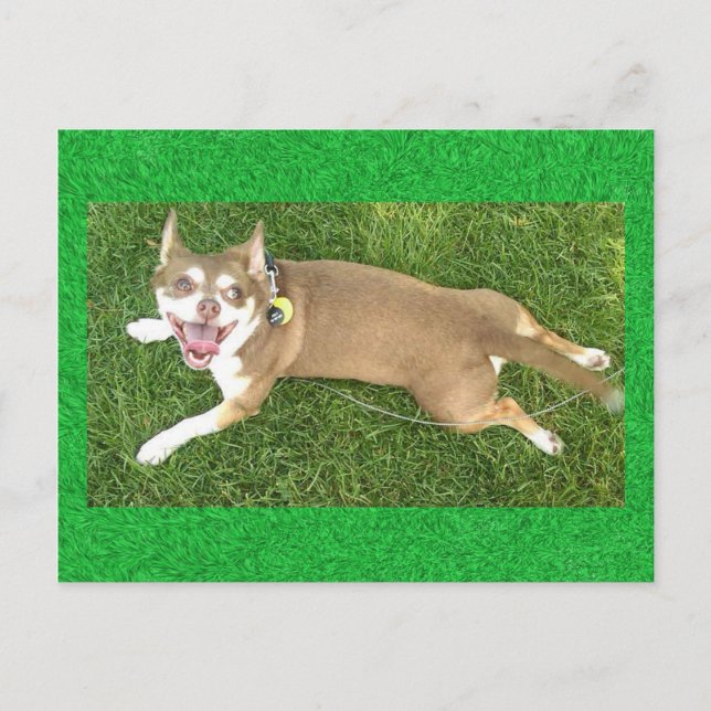 Joey Laughs Postcard (Front)