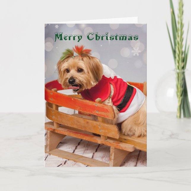 Joey needs a rest too holiday card (Front)