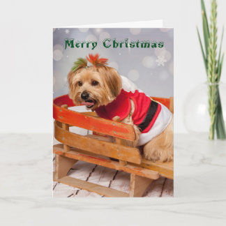 Joey needs a rest too holiday card