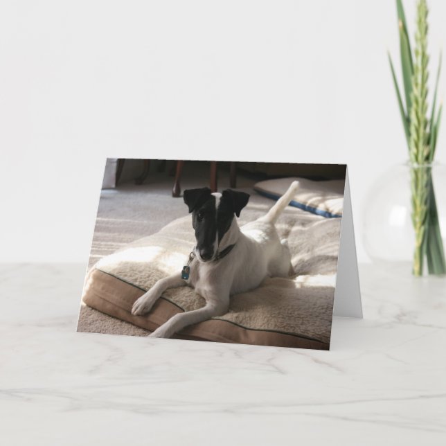 "Joey" Smooth Fox Terrier Dog Photo Greeting Card (Front)