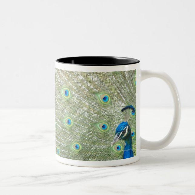 Johannesburg Zoo, Gauteng Province, South Africa Two-Tone Coffee Mug (Right)
