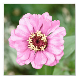 Johann's Beauty Photo Print