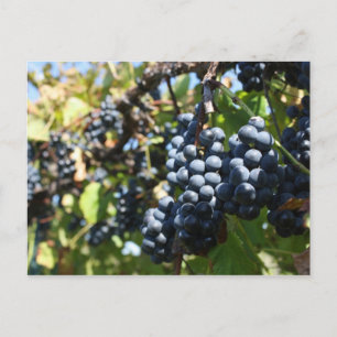 John 15:5 Grapes Postcard