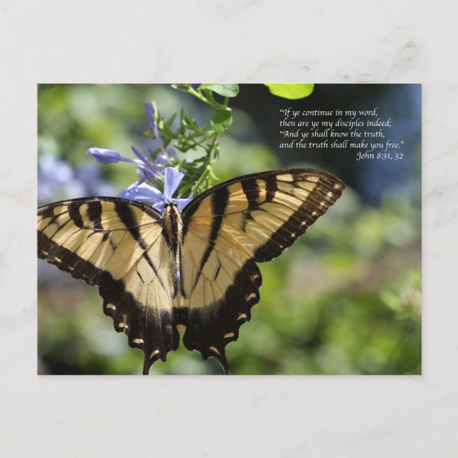 John 8 Yellow Swallowtail Butterfly Postcard (Front)