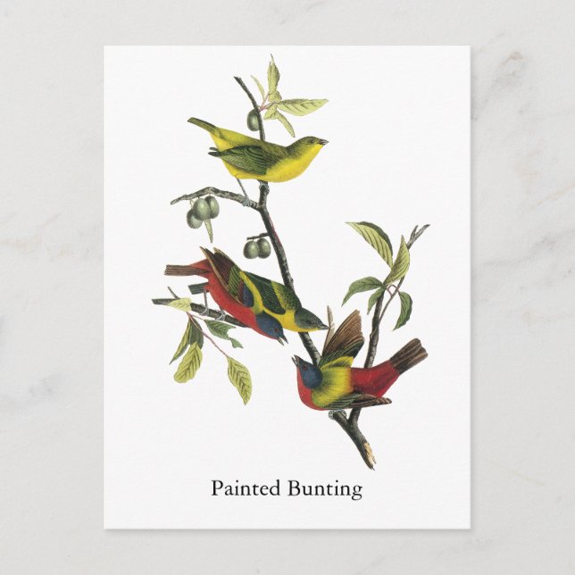 John Audubon Painted Bunting Print Postcard (Front)