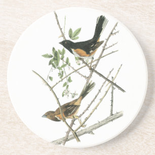John Audubon Rufous-sided Towhee Coaster