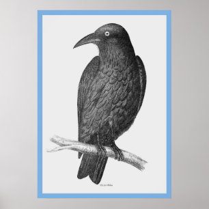 John Gould's 'Birds Of Australia' ~ The Crow Poster