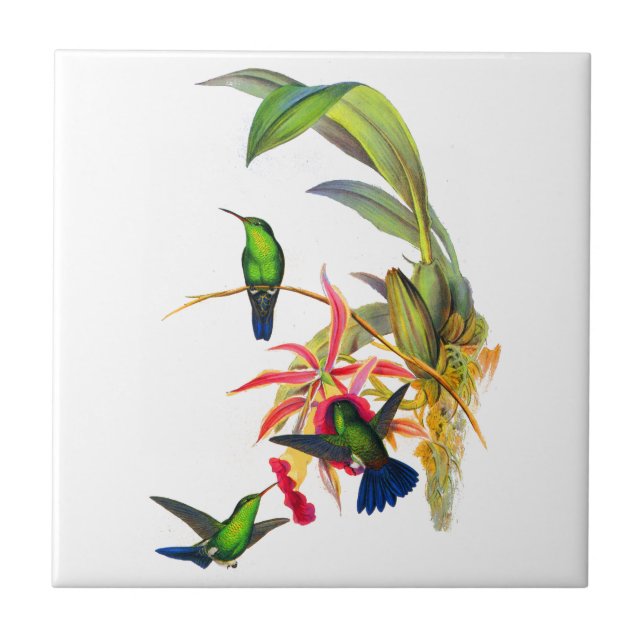 John Gould's Hummingbirds with  Pink Orchids Tile (Front)