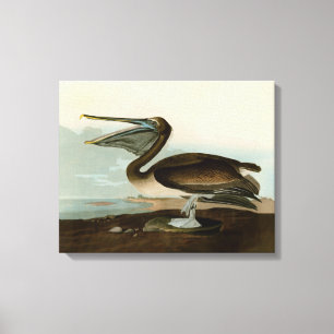 John James Audubon Brown Pelican Artwork Painting Canvas Print