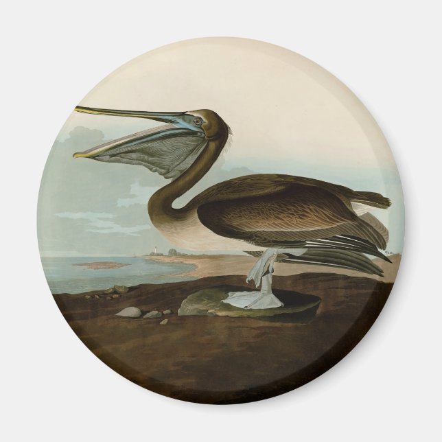 John James Audubon Brown Pelican Artwork Painting Magnet (Front)