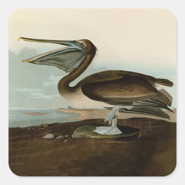 John James Audubon Brown Pelican Artwork Painting Square Sticker (Front)