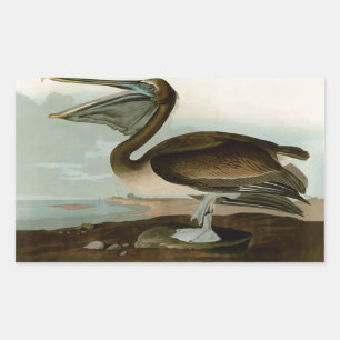 John James Audubon Brown Pelican Artwork Painting Sticker