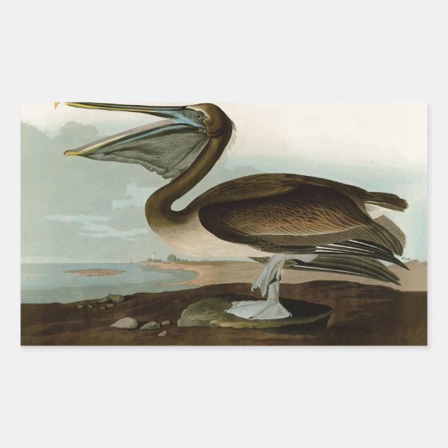 John James Audubon Brown Pelican Artwork Painting Sticker (Front)